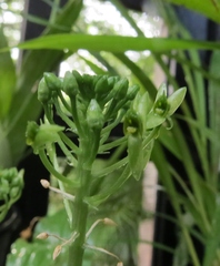 Malaxis lepanthiflora