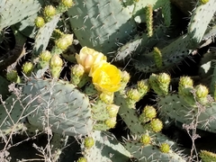 Opuntia × occidentalis