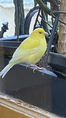 Serinus canaria domesticus