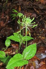 Malaxis lepanthiflora