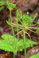 Malaxis lepanthiflora