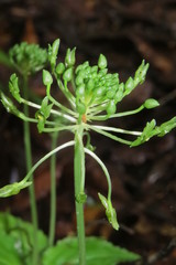 Malaxis lepanthiflora