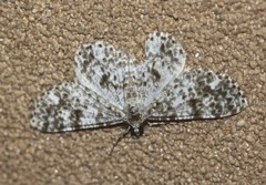 Thallogama corticola