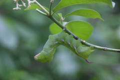 Xylophanes porcus