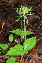 Malaxis lepanthiflora