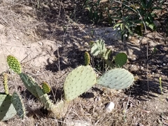 Opuntia × occidentalis