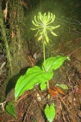 Malaxis lepanthiflora