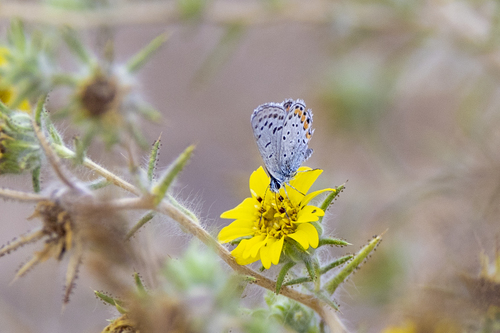 iNaturalist observation photo of Acmon Blue