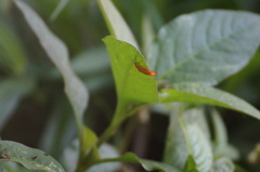 Eudulini