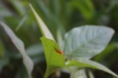 Eudulini