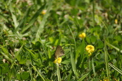 Cissia phronius
