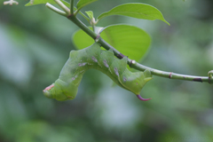 Xylophanes porcus
