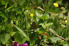 Cissia phronius