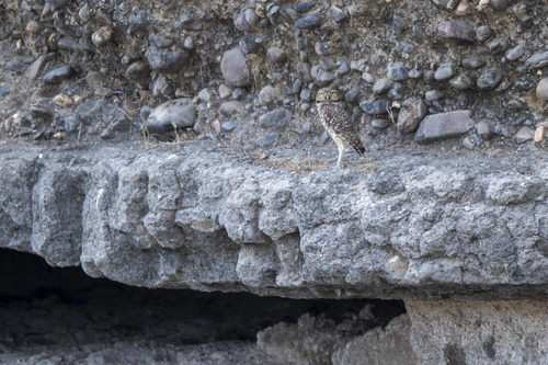 iNaturalist observation photo of Burrowing Owl