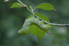 Xylophanes porcus