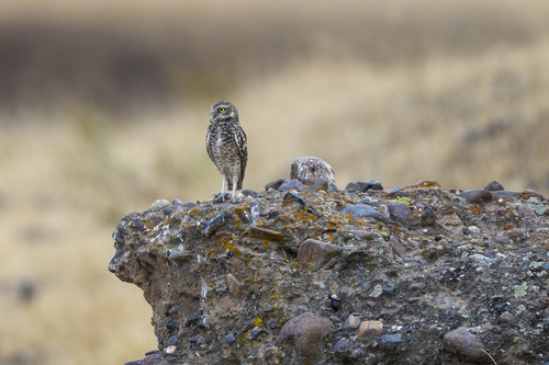 iNaturalist observation photo of Burrowing Owl