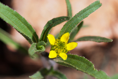 Ranunculus inamoenus