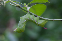 Xylophanes porcus