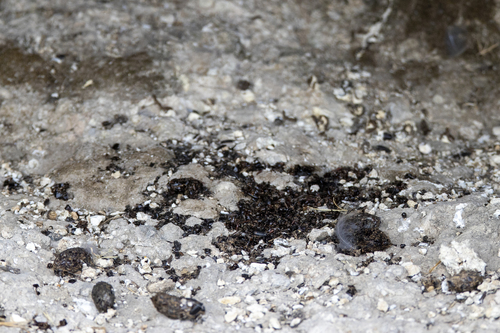 iNaturalist observation photo of Yangochiroptera
