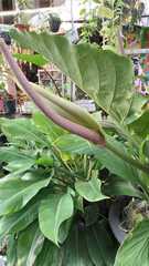 Anthurium acaule