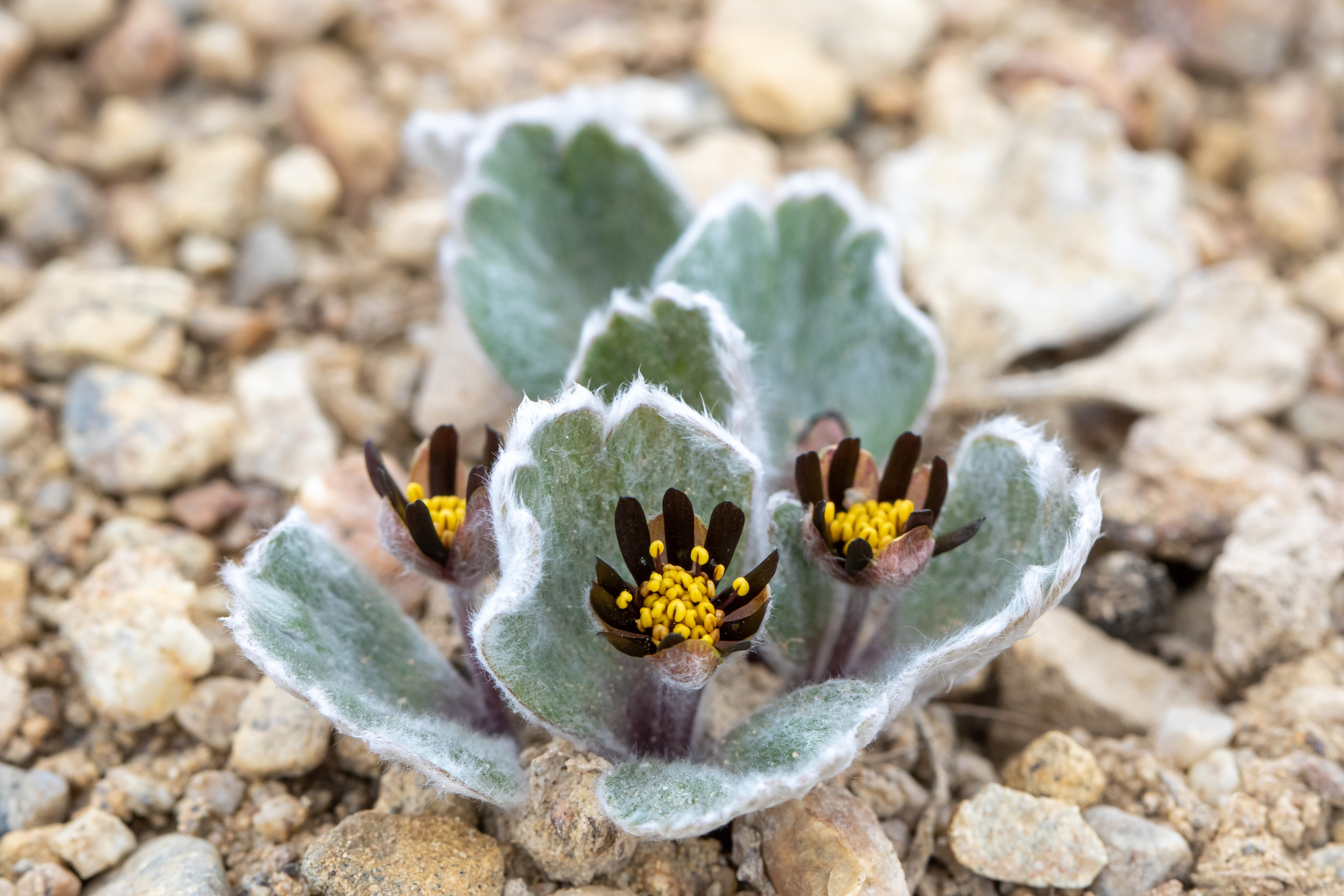 Plantas (Reino Plantae) · iNaturalist Mexico, image size:2048x1365