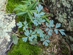 Capnoides sempervirens
