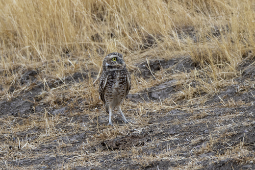 iNaturalist observation photo of Burrowing Owl