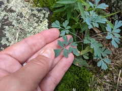 Capnoides sempervirens