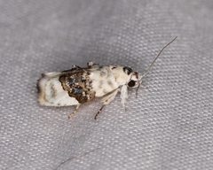 Piloprepes antidoxa