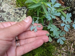 Capnoides sempervirens