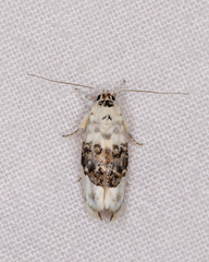 Piloprepes antidoxa