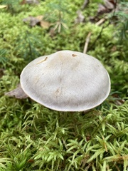 Cortinarius camphoratus