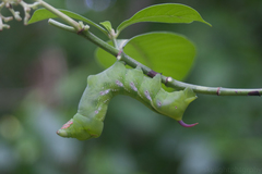 Xylophanes porcus