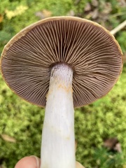 Cortinarius camphoratus