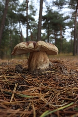 Boletus edulis