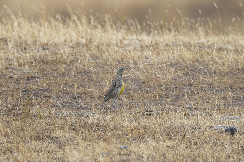 iNaturalist observation photo of Western Meadowlark