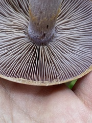 Cortinarius camphoratus