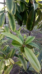 Garcinia atroviridis