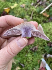 Cortinarius camphoratus