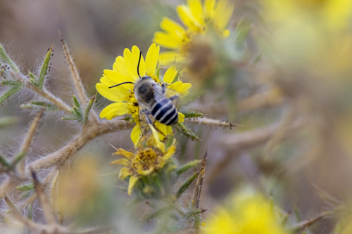 iNaturalist observation photo of Urbane Digger Bee