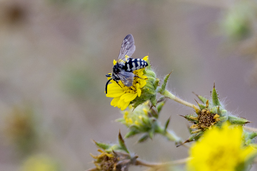 iNaturalist observation photo of California Digger-cuckoo Bee