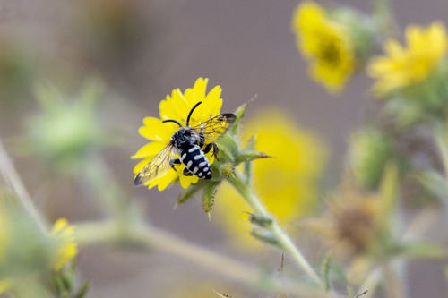 iNaturalist observation photo of California Digger-cuckoo Bee