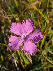 Dianthus gallicus
