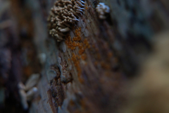 Pezizellaceae