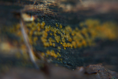 Pezizellaceae