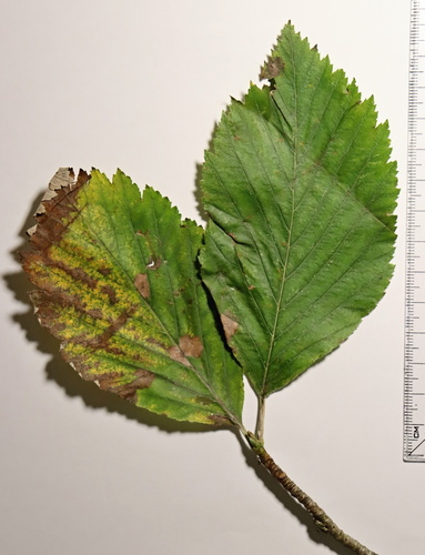 Aria cucullifera