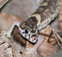 Coleonyx mitratus