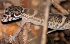 Coleonyx mitratus