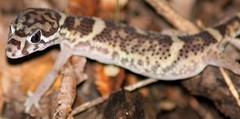 Coleonyx mitratus