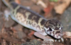 Coleonyx mitratus
